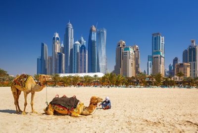 Camels on Jumeirah Beach in Dubai with skyscrapers at the backdrop