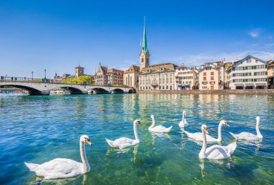 Swans at the Limat River in the historical centre of Zurich